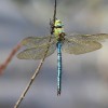 192-1 Anax imperator (m) - Große Königslibelle-c