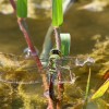 192-2 Anax imperator (f) - Große Königslibelle - Eiablage-c