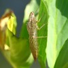 192-3 Anax imperator - Große Königslibelle - Exuvie-c