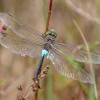 194 Anax parthenope - Kleine Königslibelle 1-c