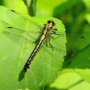 196 Gomphus vulgatissimus - Gemeine Keiljungfer-c