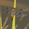 226 Libellula quadrimaculata - Vierfleck 1-c