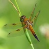 226 Libellula quadrimaculata - Vierfleck 2-c