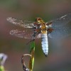 228-1 Libellula depressa (m) - Plattbauch-c