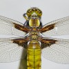 228-3 Libellula depressa (f) - Plattbauch-c