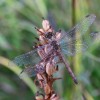 232 Orthetrum coerulescens (f) - Kleiner Blaupfeil-c