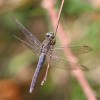 232 Orthetrum coerulescens (m) - Kleiner Blaupfeil-c