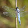 234 Orthetrum brunneum (m) - Südlicher Blaupfeil-c