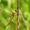 236 Orthetrum cancellatum (f) - Großer Blaupfeil-c