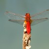 240-1 Crocothemis erythraea (m) - Feuerlibelle-c