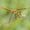 242 Sympetrum vulgatum (f) - Gemeine Heidelibelle-c