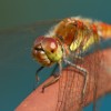 242 Sympetrum vulgatum (m) - Gemeine Heidelibelle 1-c