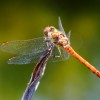 242 Sympetrum vulgatum (m) - Gemeine Heidelibelle 2-c