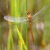 244 Sympetrum striolaatum (f) - Große Heidelibelle-c