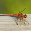 244 Sympetrum striolatum (m) - Große Heidelibelle-c