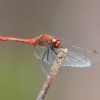 246 Sympetrum fonscolombii (m) - Frühe Heidelibelle-c