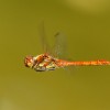 248-1 Sympetrum meridionale (m) - Südliche Heidelibelle-c