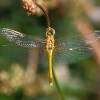 248-2 Sympetrum meridionale (f) - Südliche Heidelibelle 1-c