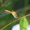 248-3 Sympetrum meridionale (f) - Südliche Heidelibelle 2-c