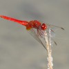 252-1 Sympetrum sanguineum (m) - Blutrote Heidelibelle-c