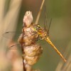 252-2 Sympetrum sanguineum (f) - Blutrote Heidelibelle-c