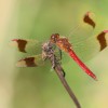 256-1 Sympetrum pedemontanum (m) - Gebänderte Heidelibelle-c