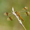 256-2 Sympetrum pedemontanum (f) - Gebänderte Heidelibelle-c