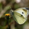 025 Pieris rapae - Kleiner Kohlweißling-c