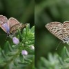 030 Leptotes pirithous (f) - Kleiner Wander-Bläuling-c