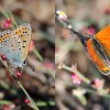 035 Lycaena thersamon (m) - Südöstlicher Feuerfalter-c