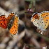 036 Lycaena thersamon (f) - Südöstlicher Feuerfalter-c