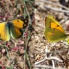 037 Colias crocea - Postillon, Wandergelbling-c