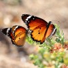 039 Danaus chrysippus - Kleiner Monarch (1)-c