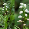 Cephalanthera logifolia-cc