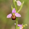 Ophrys holoserica1-cc