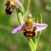 Ophrys holoserica2-cc