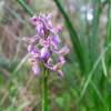Orchis laxiflora2-cc