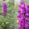 Orchis mascula-cc